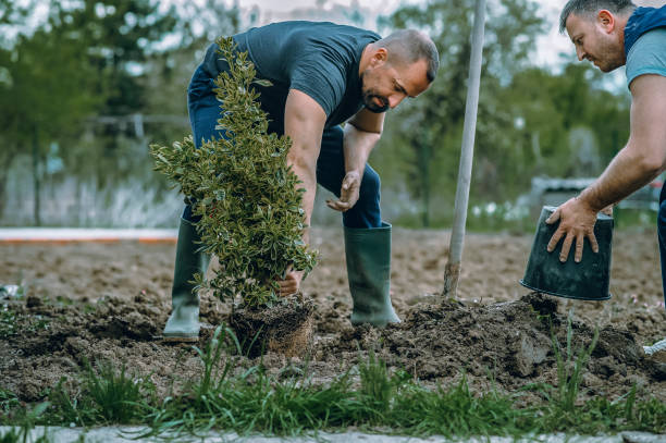 Best Utility Line Clearance  in Hanna City, IL
