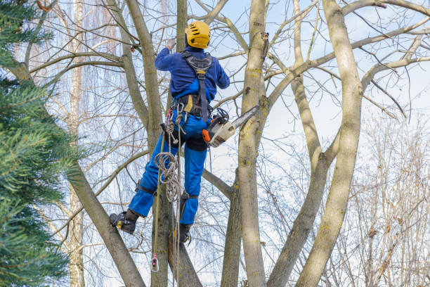 Best Stump Grinding and Removal  in Hanna City, IL