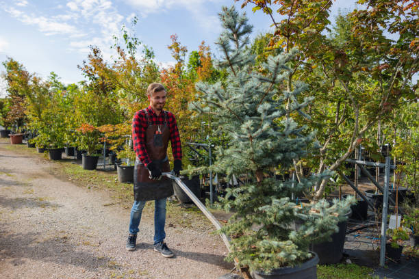 Best Tree Preservation Services  in Hanna City, IL